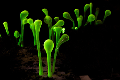 Křišťálová zahrada, Jiří Pačinek, Botanická zahrada Trója. 