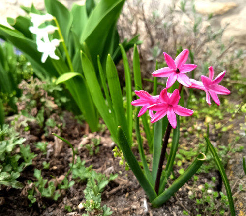 Zahrady pod Ralskem.