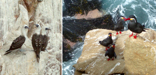 Pacifické pobřeží Peru.